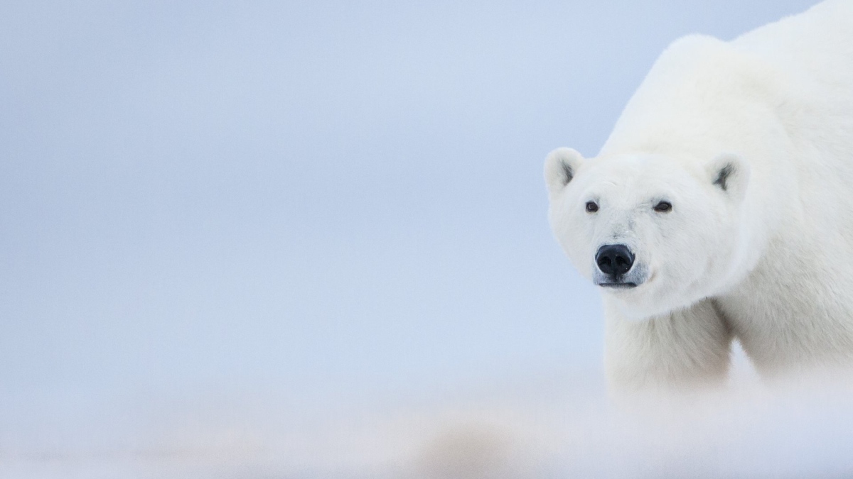 polar bear in the arctic 